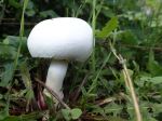 Pretty Mushroom